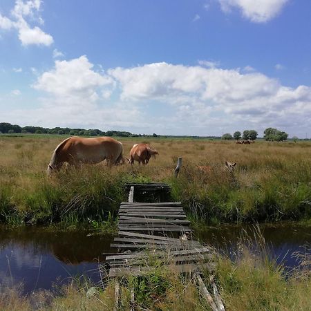 Dom Goscinny Ptaszarnia - Natura-Free Parking シフィノウイシチェ エクステリア 写真